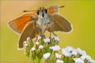 Braunkolbige-Braunr-Dickkopffalter 01 (Thymelicus sylvestris)