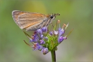 Braunkolbiger-Braun-Dickkopffalter 02 (Thymelicus sylvestris)