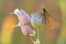 Braunkolbiger-Braun-Dickkopffalter 04 (Thymelicus sylvestris)