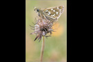 Komma-Dickkopffalter (Hesperia comma) 02