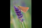 Braunkolbiger-Braun-Dickkopffalter 07 (Thymelicus sylvestris)