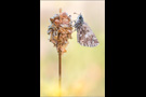 Südöstlicher Roter Würfel-Dickkopffalter (Spialia orbifer) 02