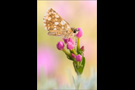 Südöstlicher Roter Würfel-Dickkopffalter (Spialia orbifer) 01