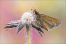 Braunkolbiger-Braun-Dickkopffalter 09 (Thymelicus sylvestris)