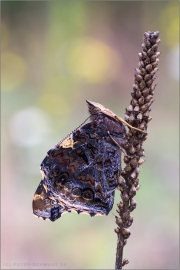 Admiral (Vanessa atalanta) 09