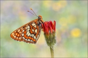 Alpen-Maivogel (Euphydryas intermedia) 07