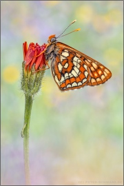 Alpen-Maivogel (Euphydryas intermedia) 01