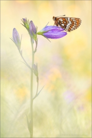 Westalpiner Scheckenfalter (Melitaea varia) 10