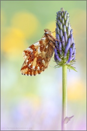 Alpenmatten-Perlmutterfalter (Boloria pales) 20