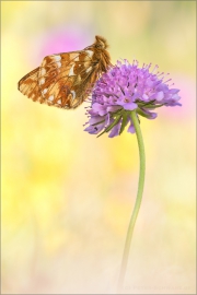 Alpenmatten-Perlmutterfalter (Boloria pales) 08