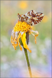 Alpenmatten-Perlmutterfalter (Boloria pales) 18