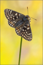 Alpiner Skabiosenscheckenfalter (Euphydryas aurinia debilis) 09