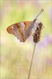 Kleiner Schillerfalter (Apatura ilia) 07