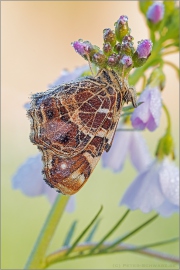 Landkärtchen (Araschnia levana) 10