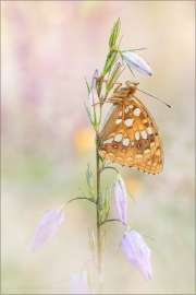 Feuriger Perlmutterfalter (Argynnis adippe) 04