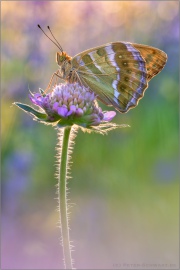 Kaisermantel (Argynnis paphia) 08