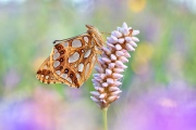 Kleiner Perlmutterfalter (Issoria lathonia) 15