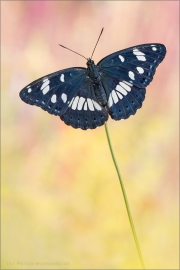 Blauschwarzer Eisvogel (Limenitis reducta) 05