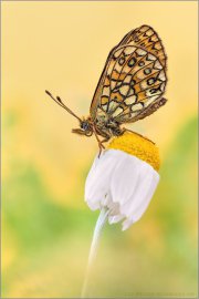 Randring-Perlmutterfalter (Boloria eunomia) 09