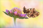 Magerrasen-Perlmutterfalter (Boloria dia) 06