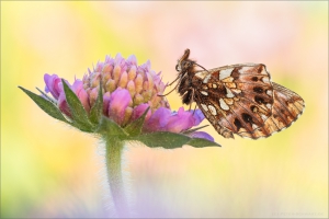 Magerrasen-Perlmutterfalter (Boloria dia) 06