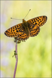 Silberfleck Perlmuttfalter (Boloria euphrosyne) 18