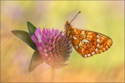 Silberfleck Perlmuttfalter (Boloria euphrosyne) 17