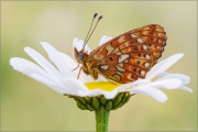 Silberfleck Perlmutterfalter (Boloria euphrosyne) 03