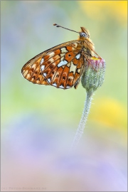 Silberfleck Perlmutterfalter (Boloria euphrosyne) 05