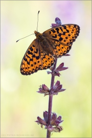 Silberfleck Perlmutterfalter (Boloria euphrosyne) 06