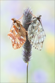 Ähnlicher Perlmuttfalter (Boloria napaea) 06