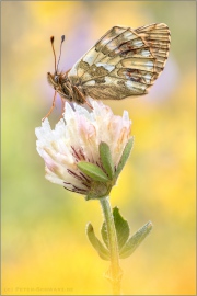 Ähnlicher Perlmutterfalter (Boloria napaea) 07