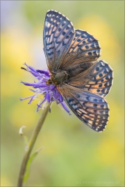 Ähnlicher Perlmutterfalter (Boloria napaea) 04