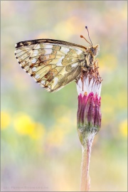 Ähnlicher Perlmutterfalter (Boloria napaea) 15