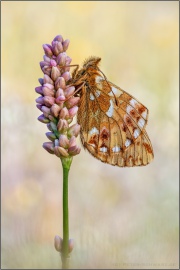 Ähnlicher Perlmutterfalter (Boloria napaea) 09