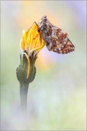 Alpenmatten-Perlmutterfalter (Boloria pales) 15