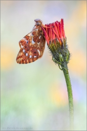 Hochalpen Permuttfalter (Boloria pales) 12