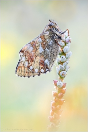 Hochalpen Perlmutterfalter (Boloria pales) 19