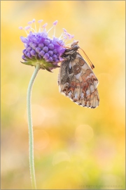 Alpenmatten-Perlmuttfalter (Boloria pales) 16