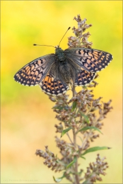 Alpenmatten-Perlmutterfalter (Boloria pales) 11