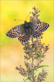Alpenmatten-Perlmutterfalter (Boloria pales) 11