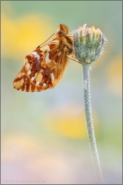 Alpenmatten-Perlmuttfalter (Boloria pales) 17