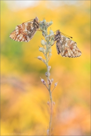 Alpenmatten-Perlmutterfalter (Boloria pales) 10