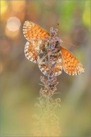 Alpenmatten-Perlmutterfalter (Boloria pales) 14