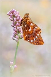 Alpenmatten-Perlmutterfalter (Boloria pales) 21