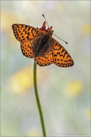 Alpenmatten-Perlmutterfalter (Boloria pales) 13