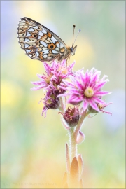 Sumpfwiesen Perlmutterfalter (Boloria selene) 02