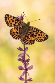 Sumpfwiesen-Perlmuttfalter (Boloria selene) 12