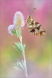 Sumpfwiesen-Perlmuttfalter (Boloria selene) 20