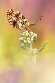 Sumpfwiesen-Perlmuttfalter (Boloria selene) 17